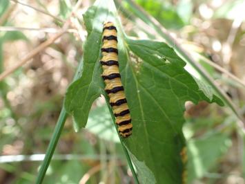 <i>Tyria jacobaeae</i>