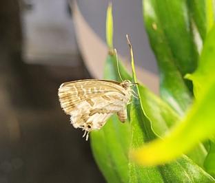 <i>Cacyreus marshalli</i>