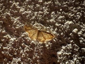<i>Idaea fuscovenosa</i>