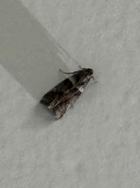 <i>Acrobasis</i>