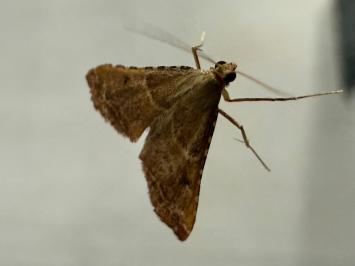<i>Endotricha flammealis</i>