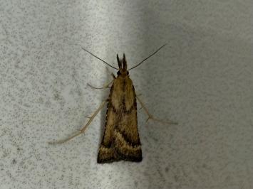 <i>Synaphe punctalis</i>