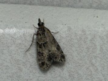 <i>Eudonia</i>