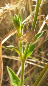 <i>Sitochroa verticalis</i>