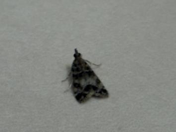 <i>Eudonia delunella</i>