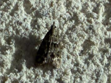 <i>Eudonia mercurella</i>