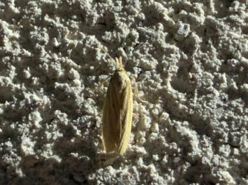 <i>Ematheudes punctella</i>