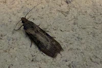 <i>Lamoria anella</i>