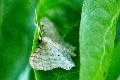 <i>Idaea fuscovenosa</i>