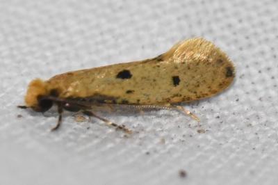 <i>Tinea trinotella</i>