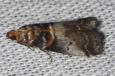 <i>Acrobasis advenella</i>