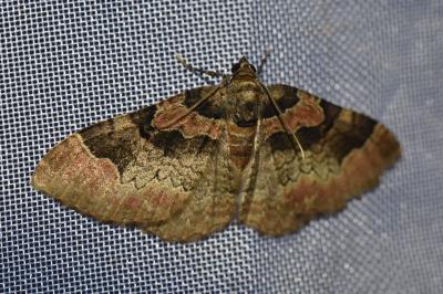<i>Catarhoe rubidata</i>