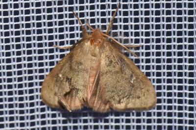 <i>Ocneria rubea</i>
