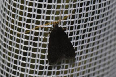 <i>Homaloxestis briantiella</i>