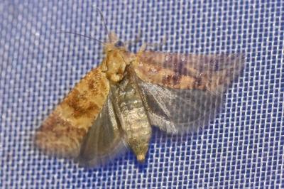<i>Aethes margarotana</i>
