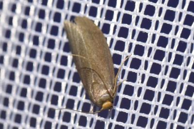 <i>Achroia grisella</i>
