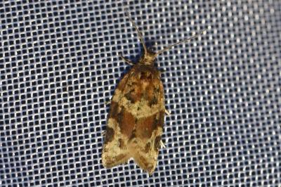 <i>Argyrotaenia ljungiana</i>