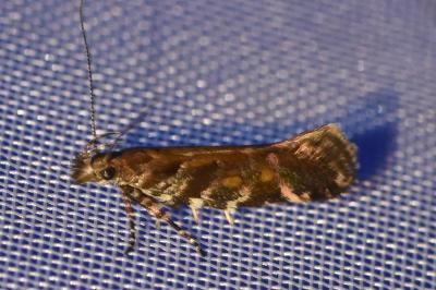 <i>Aristotelia decoratella</i>