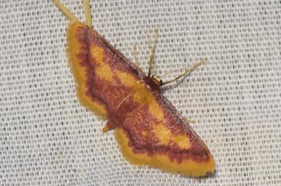 <i>Idaea muricata</i>