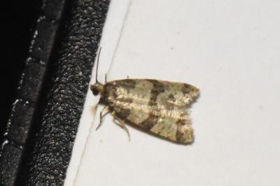<i>Isotrias rectifasciana</i>