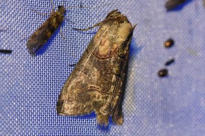 <i>Abrostola triplasia</i>