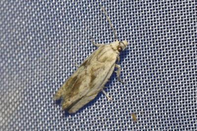<i>Eucosma metzneriana</i>