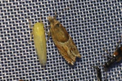 <i>Ancylis comptana</i>