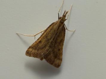<i>Synaphe punctalis</i>