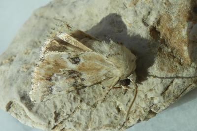 <i>Eremobia ochroleuca</i>