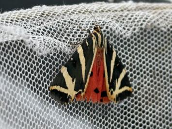 <i>Euplagia quadripunctaria</i>