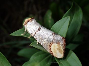 <i>Phalera bucephala</i>