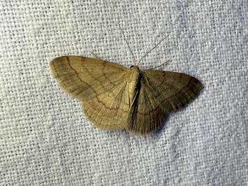 <i>Scopula rubiginata</i>