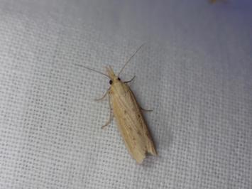 <i>Ematheudes punctella</i>