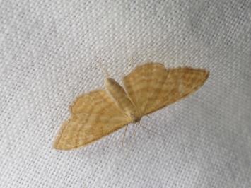 <i>Idaea ochrata</i>