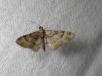 <i>Gymnoscelis rufifasciata</i>