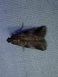 <i>Acrobasis</i>