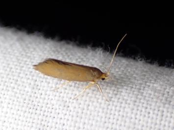 <i>Crassa unitella</i>