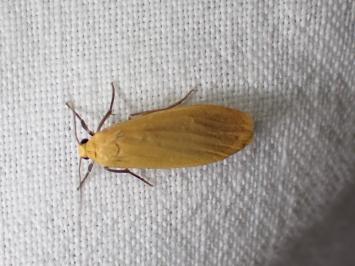 <i>Wittia sororcula</i>