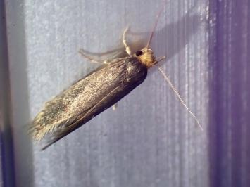 <i>Prays ruficeps</i>