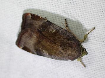 <i>Noctua janthe/janthina</i>