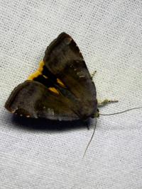 <i>Noctua janthe/janthina</i>