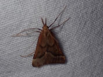 <i>Synaphe punctalis</i>