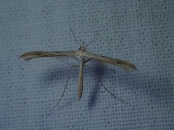 <i>Stenoptilia</i>