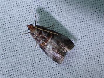 <i>Acrobasis advenella</i>
