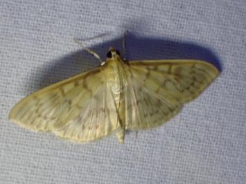 <i>Patania ruralis</i>