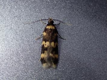 <i>Oegoconia</i>