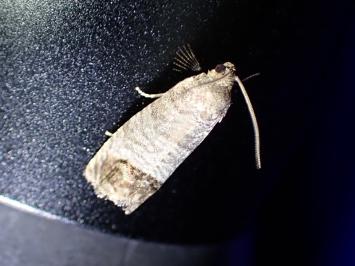 <i>Cydia pomonella</i>