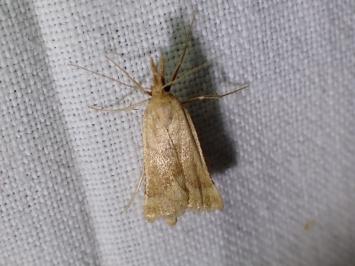 <i>Synaphe punctalis</i>