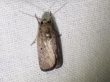 <i>Proxenus hospes</i>