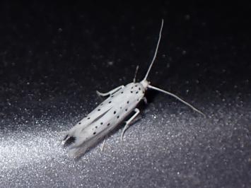 <i>Yponomeuta</i>